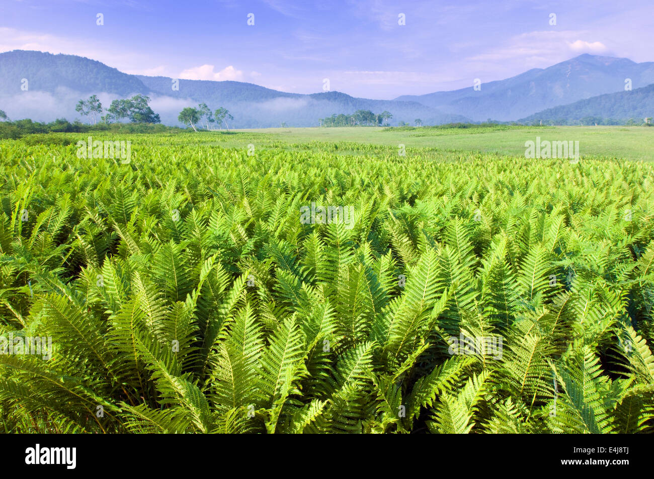 Ozegahara parco nazionale in Giappone Foto Stock