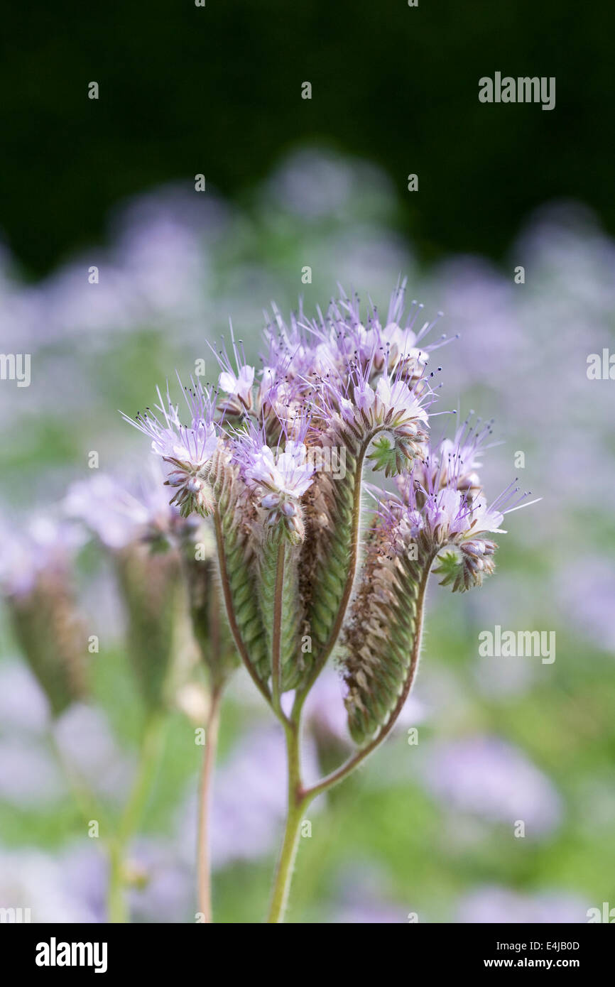 Phacelia tanacetifolia crescono in un giardino inglese. Foto Stock