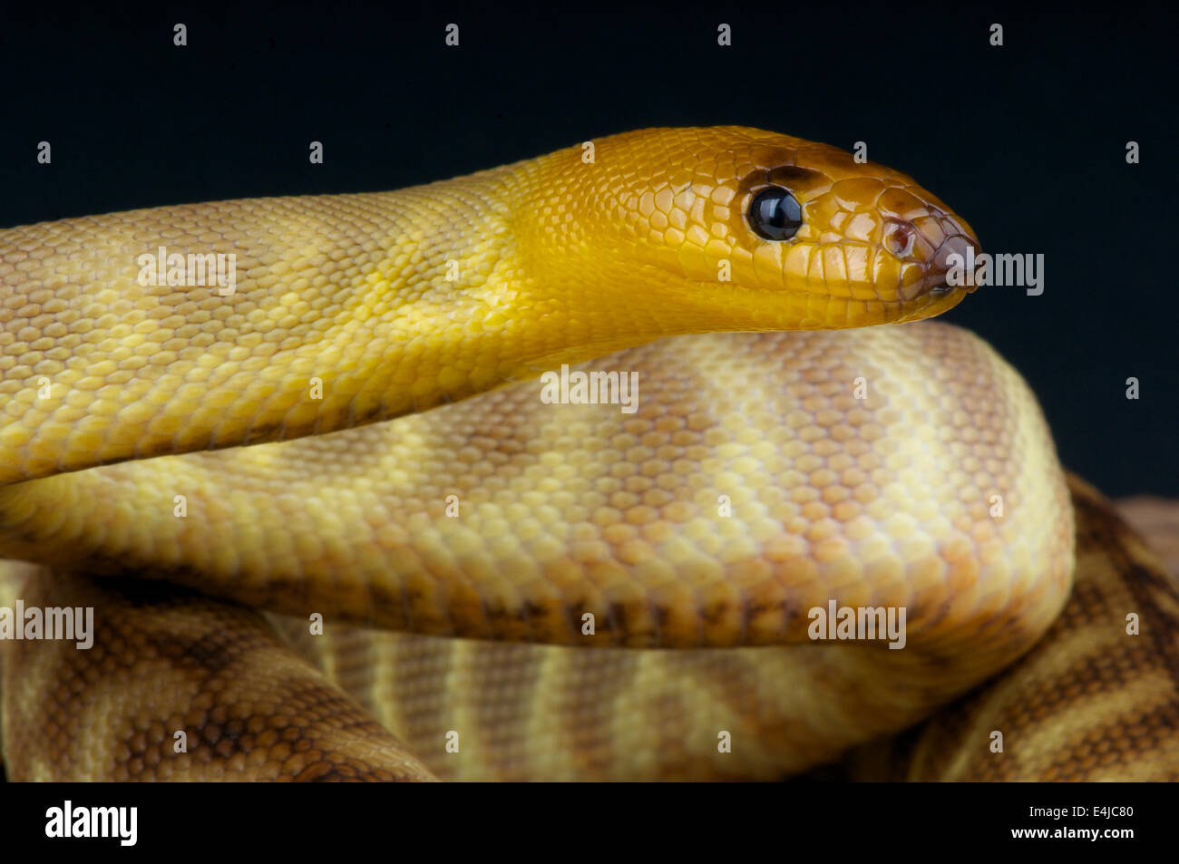 Sabbia python / Aspidites ramsayi Foto Stock