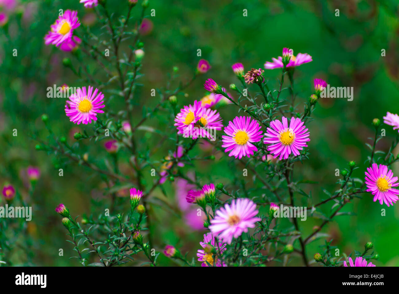 Fiore all'aperto estate petali di rosa giorno natura piante fiori bellissimo prato verde margherite nessuno all'aperto Foto Stock