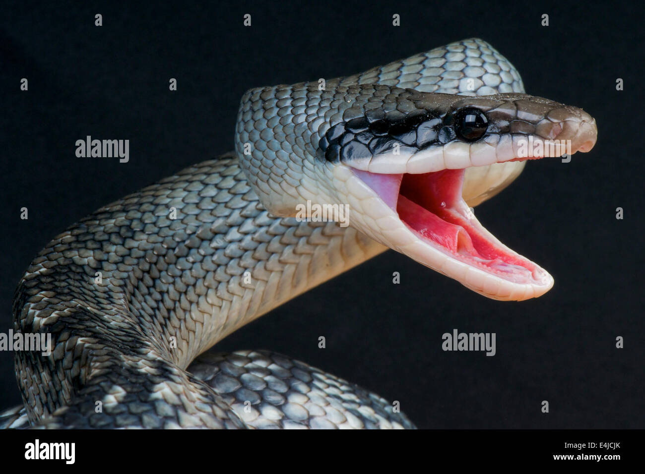 Bellezza blu snake / Orthriophis taeniurus callicyanous, Foto Stock