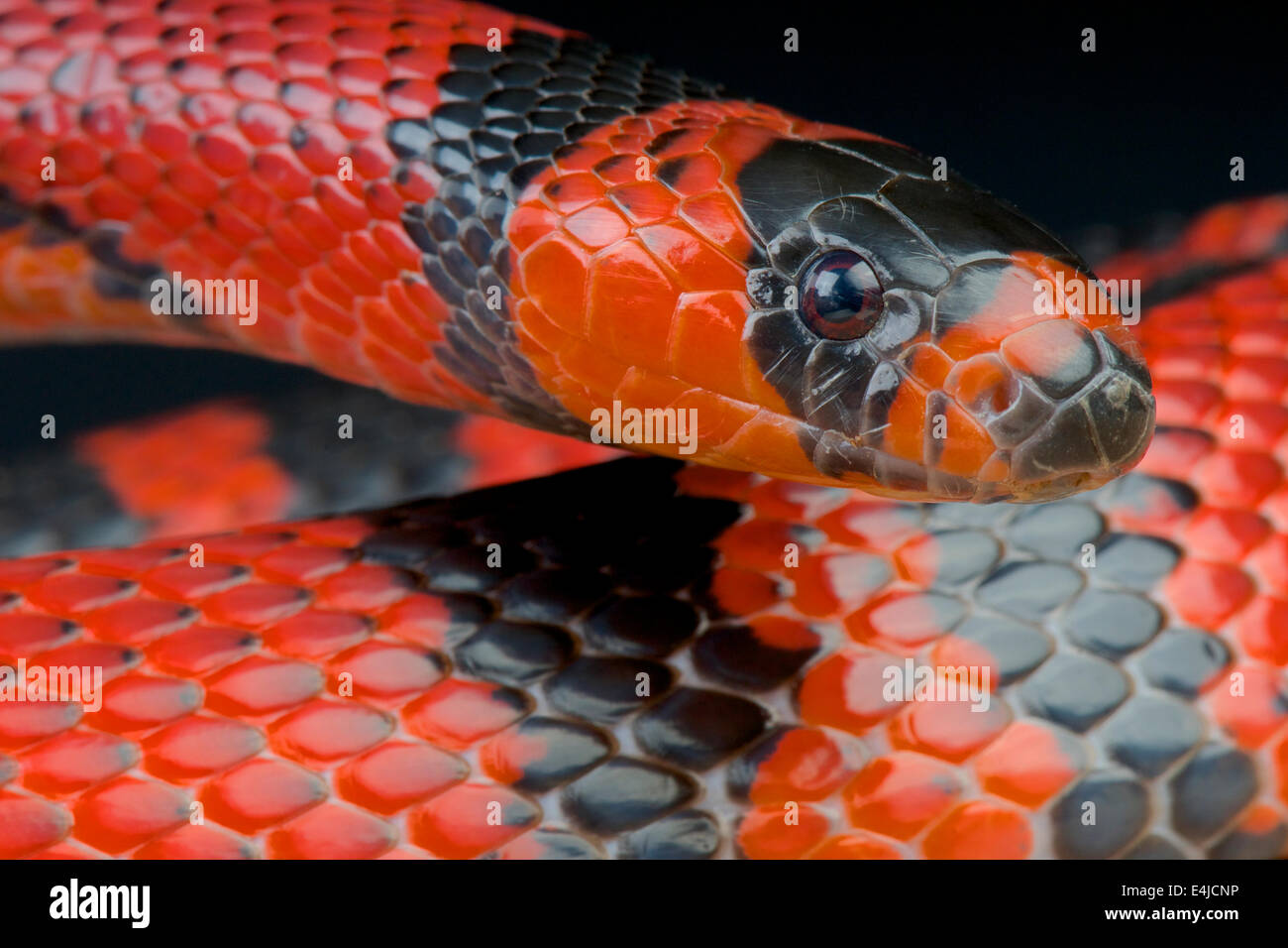 Latte honduregno snake / Lampropeltis triangulum hondurensis Foto Stock