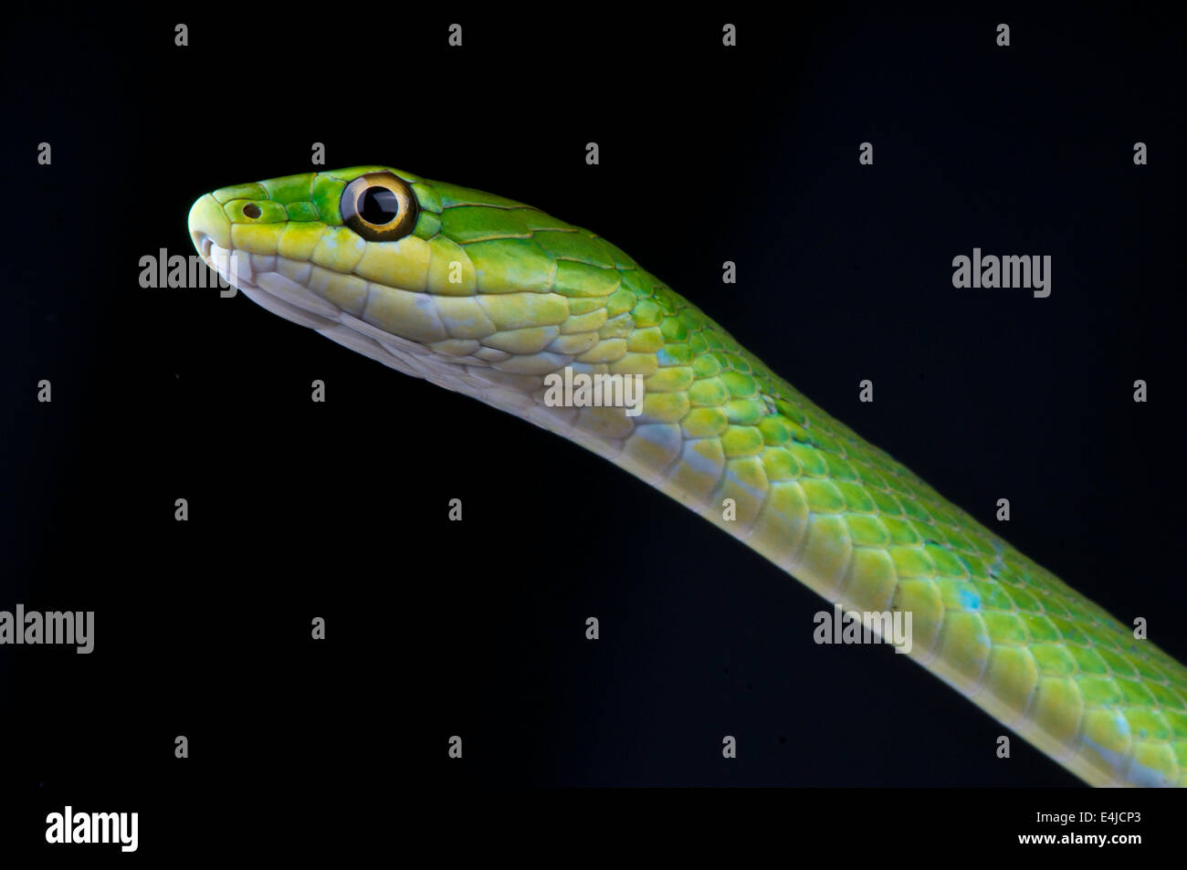 Erba verde serpente / Opheodrys aestivus Foto Stock