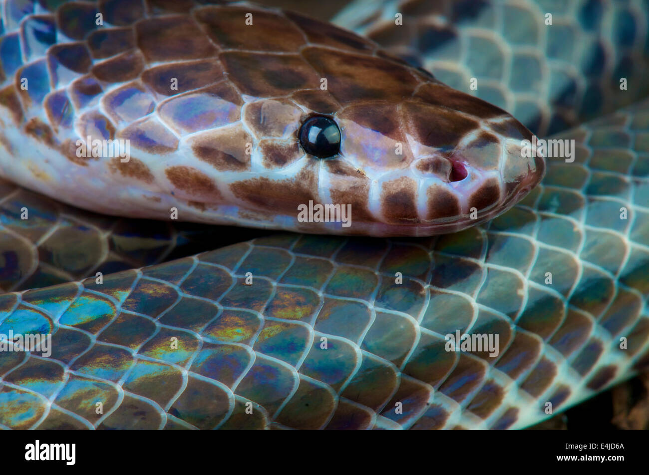 Sunbeam snake / Xenopeltis unicolor Foto Stock