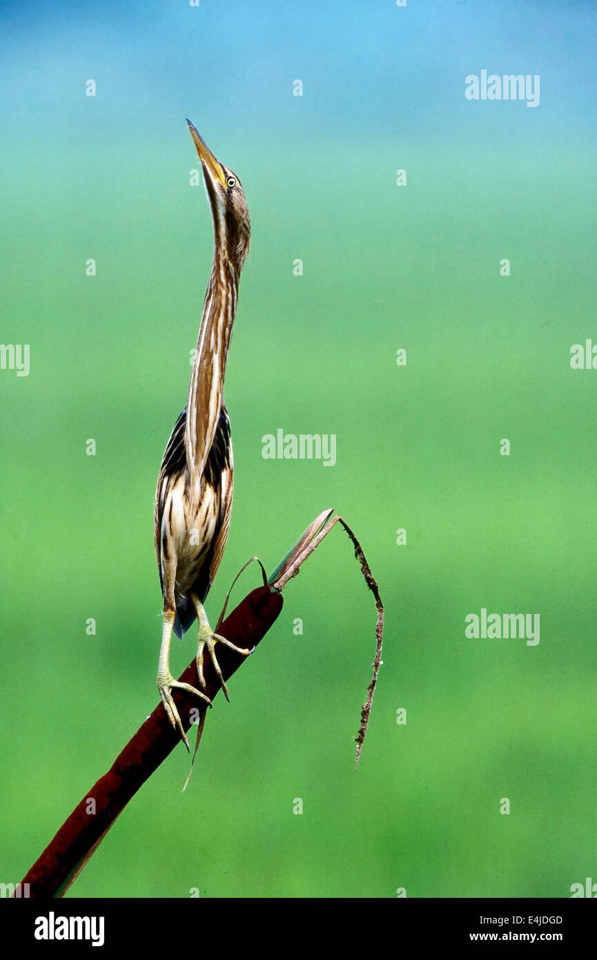 Mimica -Tarabusino (Ixobrychus minutus) femmina su una canna di machete o giunchi nella tipica posizione che esso camuffato Foto Stock