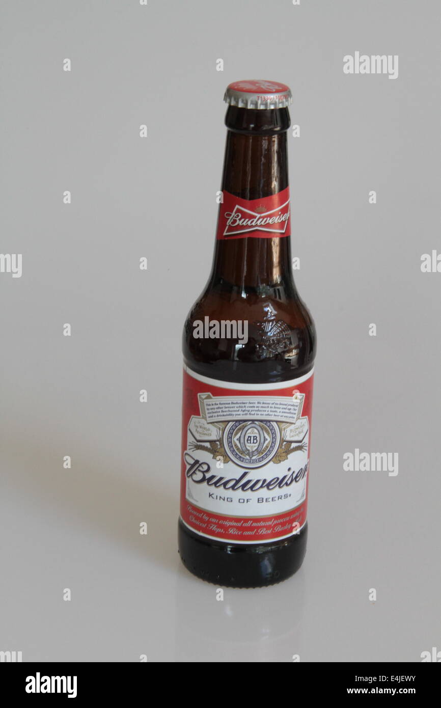 Singola bottiglia di Budweiser su sfondo grigio Foto Stock