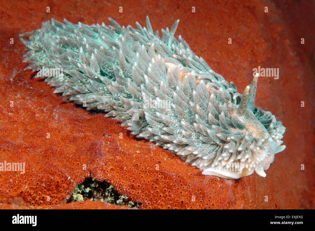 Maned Sea-Slug, Maned nudibran o mare Mous (Aeolidia papillosa) Mare del Giappone, Rudnaya Pristan, Estremo Oriente, Primorsky Krai, Russia Foto Stock