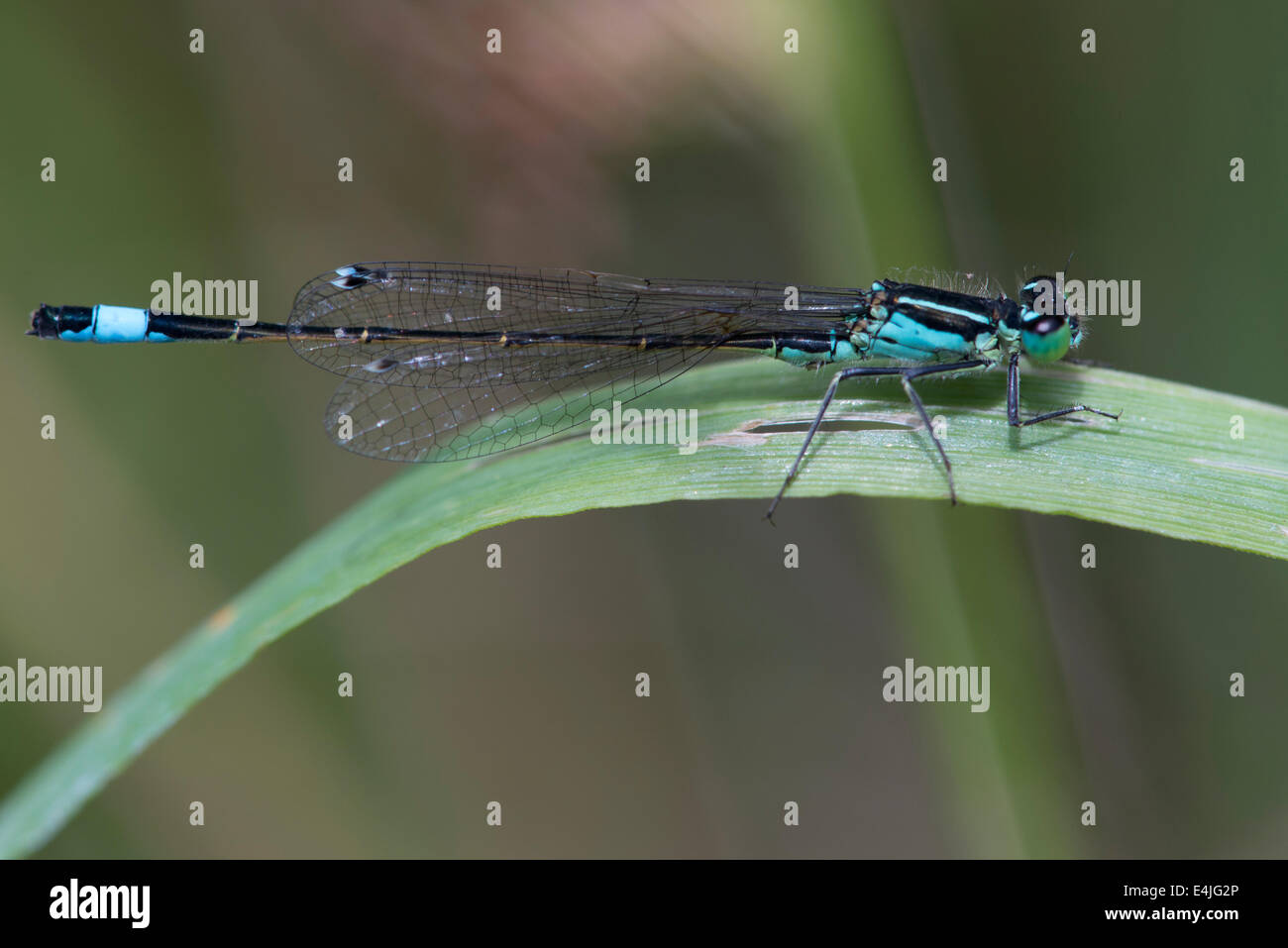 Blue damselfly coniugata con una verde su una levetta di erba in un soleggiato prato pennini Foto Stock