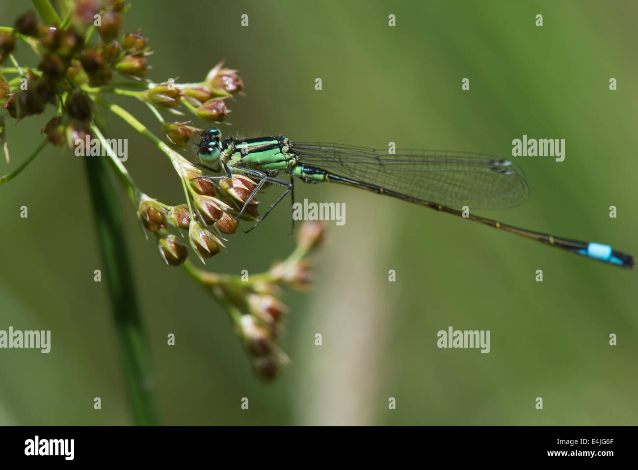 Verde e Blu Damselfly su una soleggiata giornata estiva in un prato di pennini Foto Stock