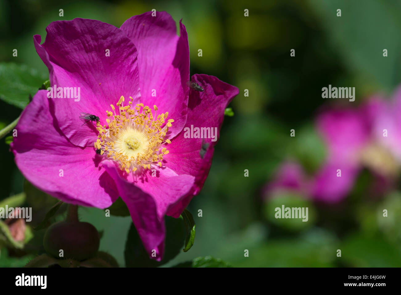 Una illuminata dal sole rosa rosa canina in una siepe pennini Foto Stock
