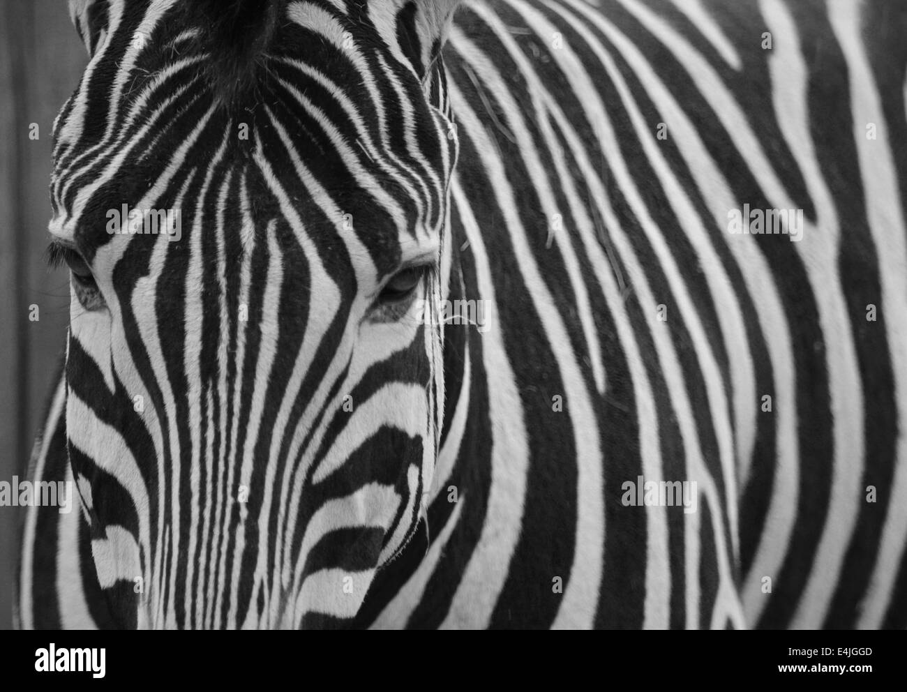 Immagine di una zebra con le strisce quasi nascondendo la testa. Texture interessanti e curve. Foto Stock
