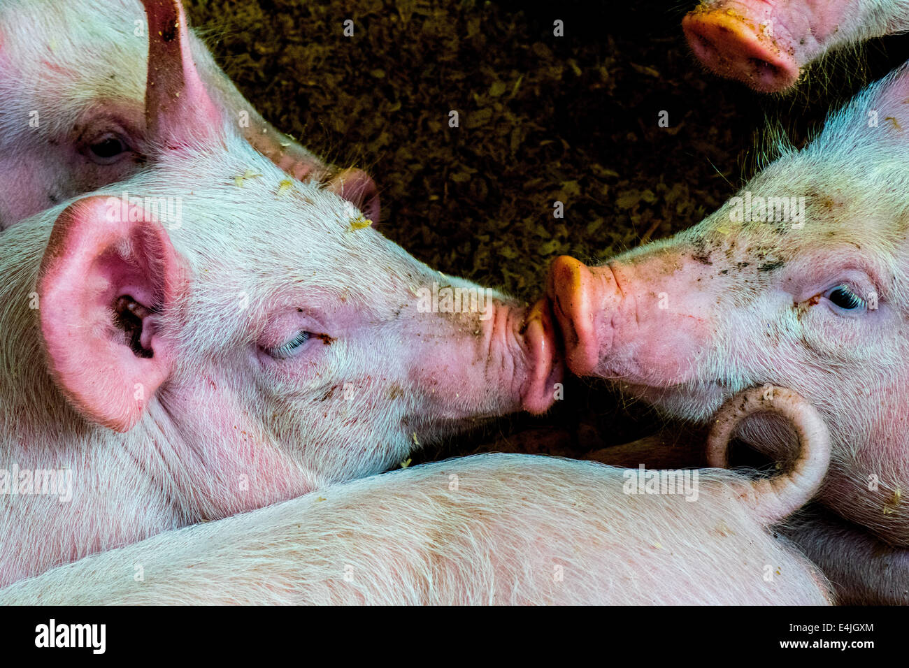 Due maiali che mostrano il loro amore l uno per l altro alla Kent County Show, 2014 Foto Stock