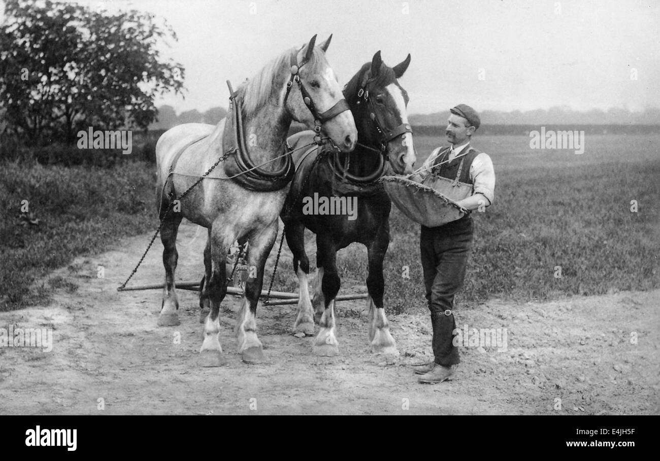 La ricompensa per un lavoro duro! Alimentazione agricoltore lavora shire cavalli sulla fattoria britannica 1908 Foto Stock