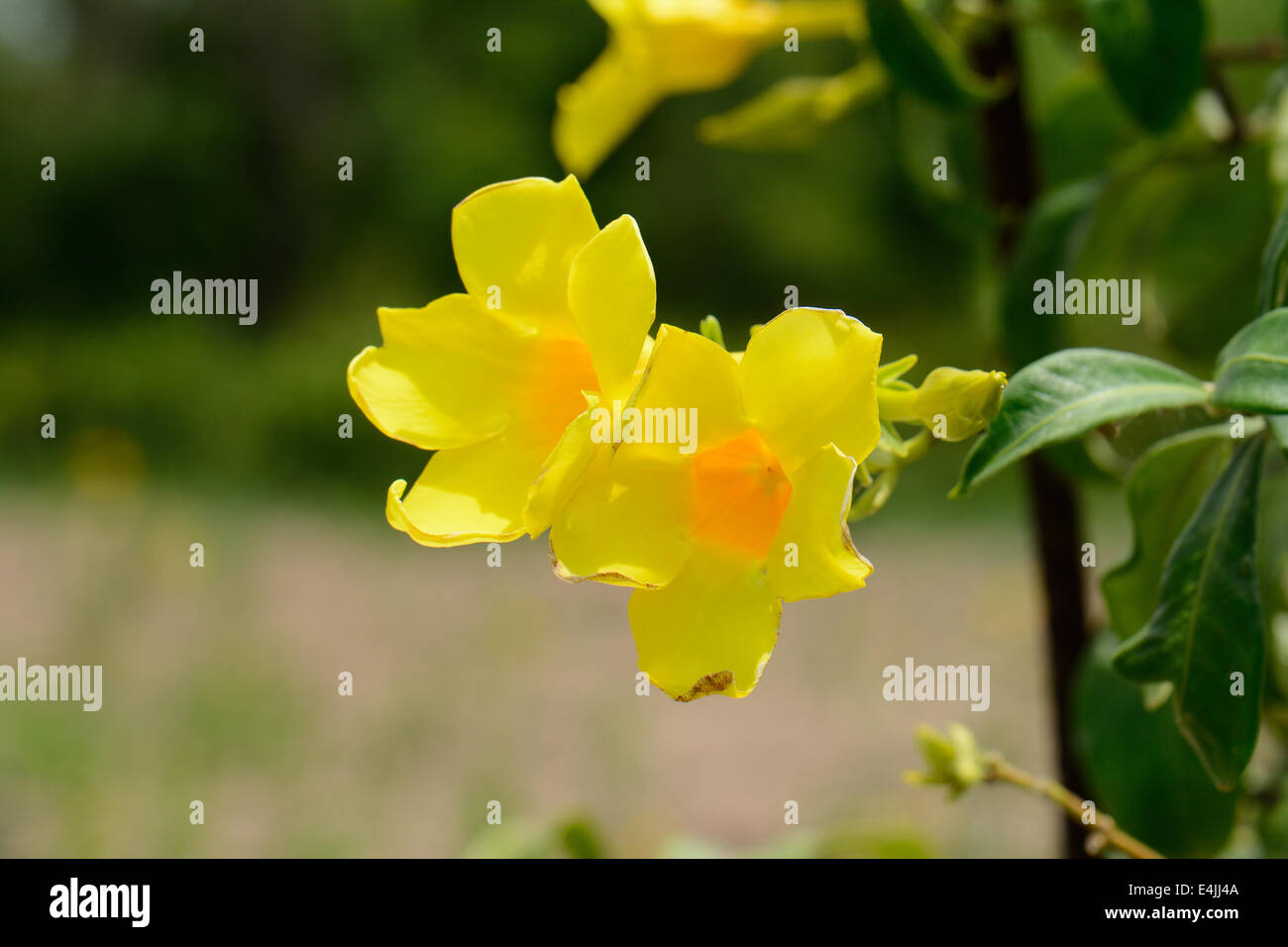 Bel colore giallo dei fiori di sambuco (Tecoma stans) a Thai Flower Garden Foto Stock