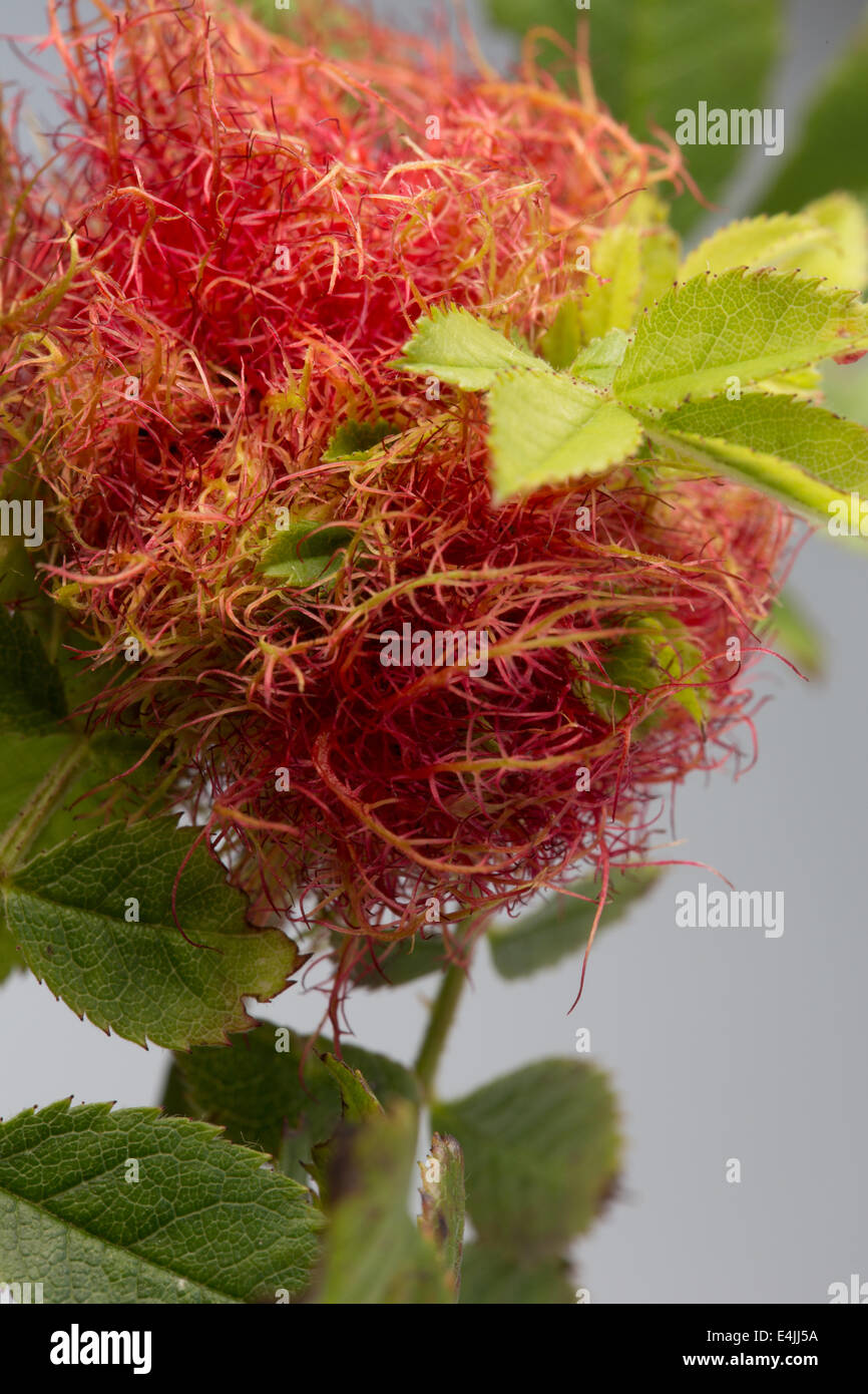 Robin's puntaspilli - Diplolepis rosae - rose bedeguar gall, o moss fiele sullo stelo di una rosa selvatica. Close-up. Foto Stock