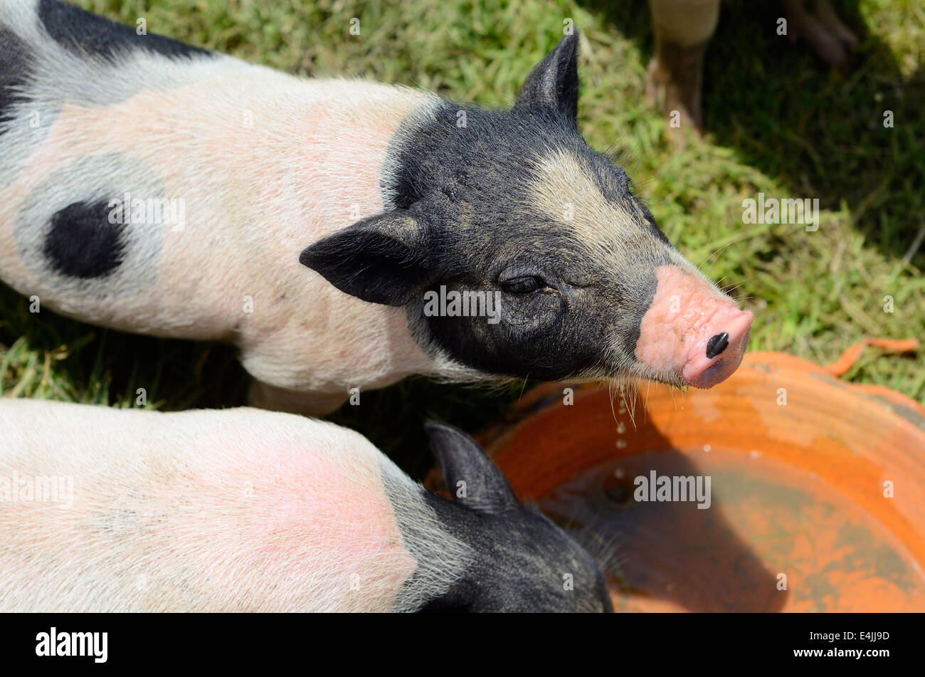 Stile Tailandese vietnamita ventre piatto piglet casa materna in Thai allevamento di suini Foto Stock