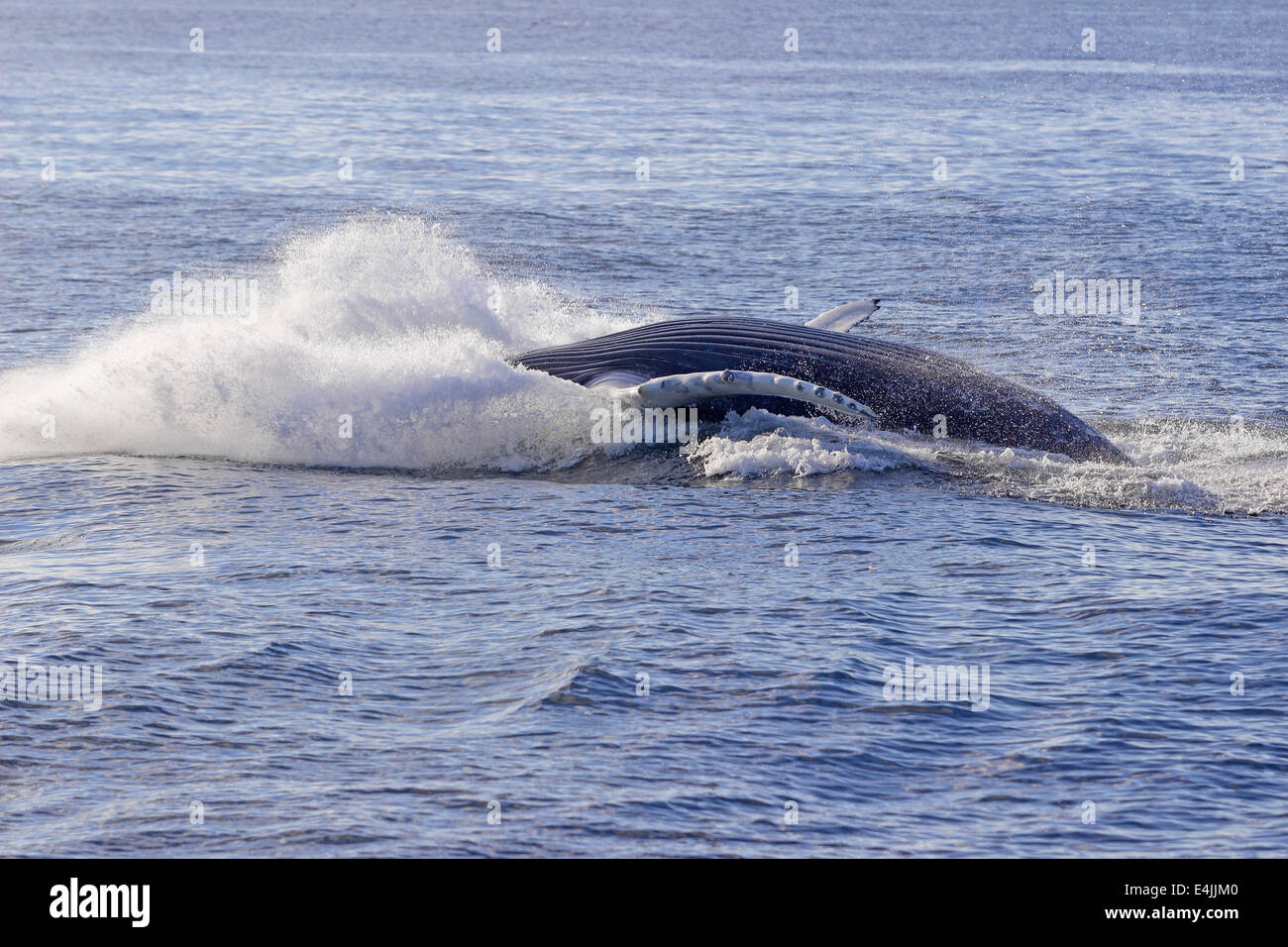 Humpback Whale (Megaptera novaeangliae) alimentazione di violazione Foto Stock