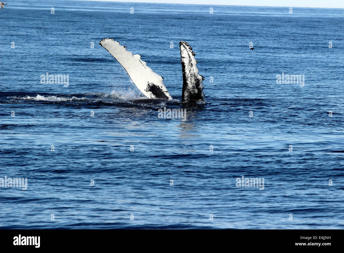 Humpback Whale (Megaptera novaeangliae) alimentazione violare Stellwagen Bank Foto Stock