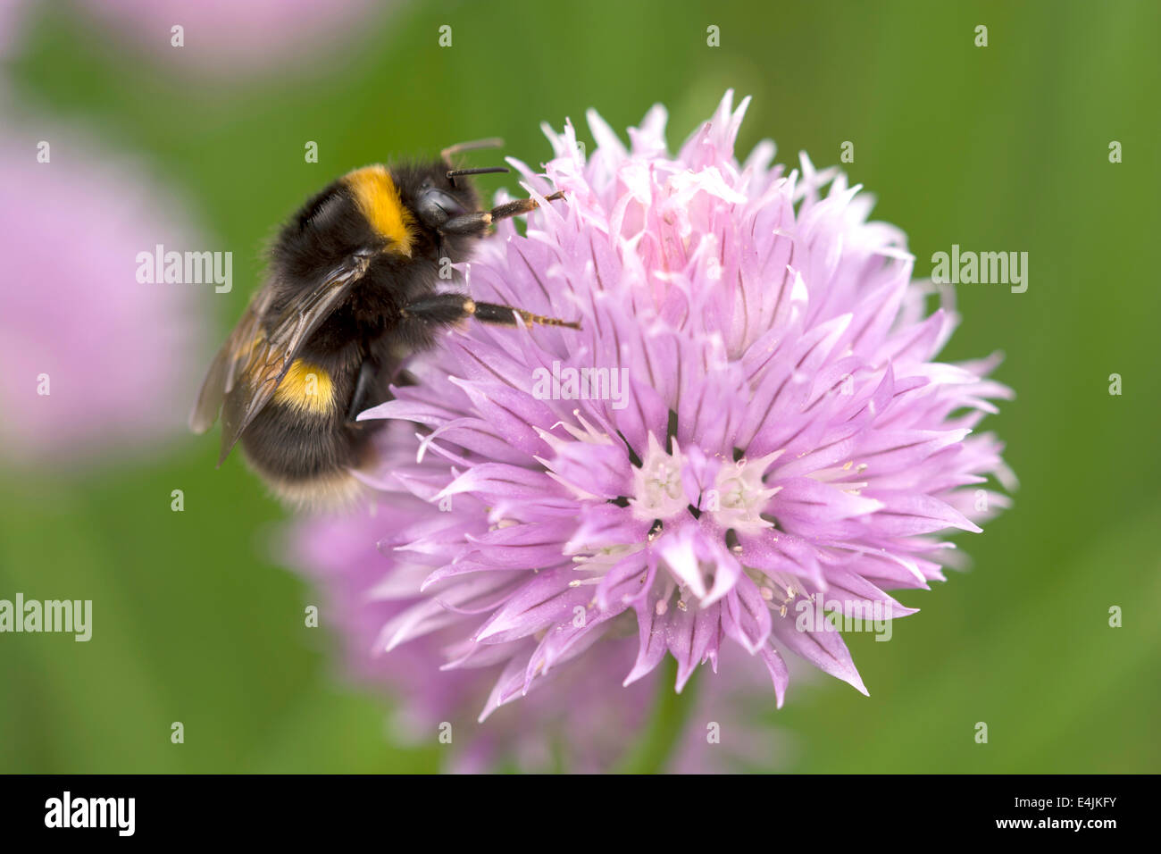 Bumble Bee sul fiore di erba cipollina Foto Stock