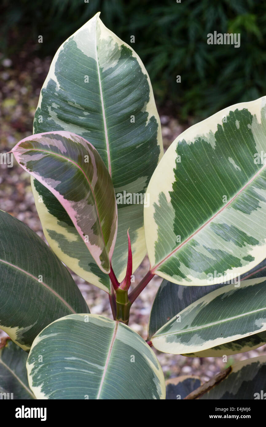 Fogliame del variegato impianto di gomma, Ficus elastica 'tricolore' Foto Stock