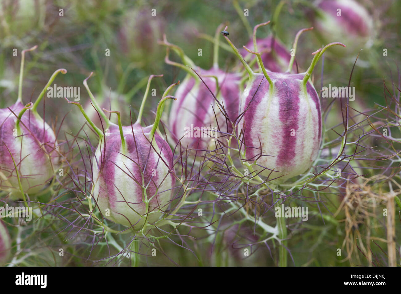 Nigella damasceno 'Miss Jekyll' seedhead. L'amore-nel-mist seedpod Foto Stock