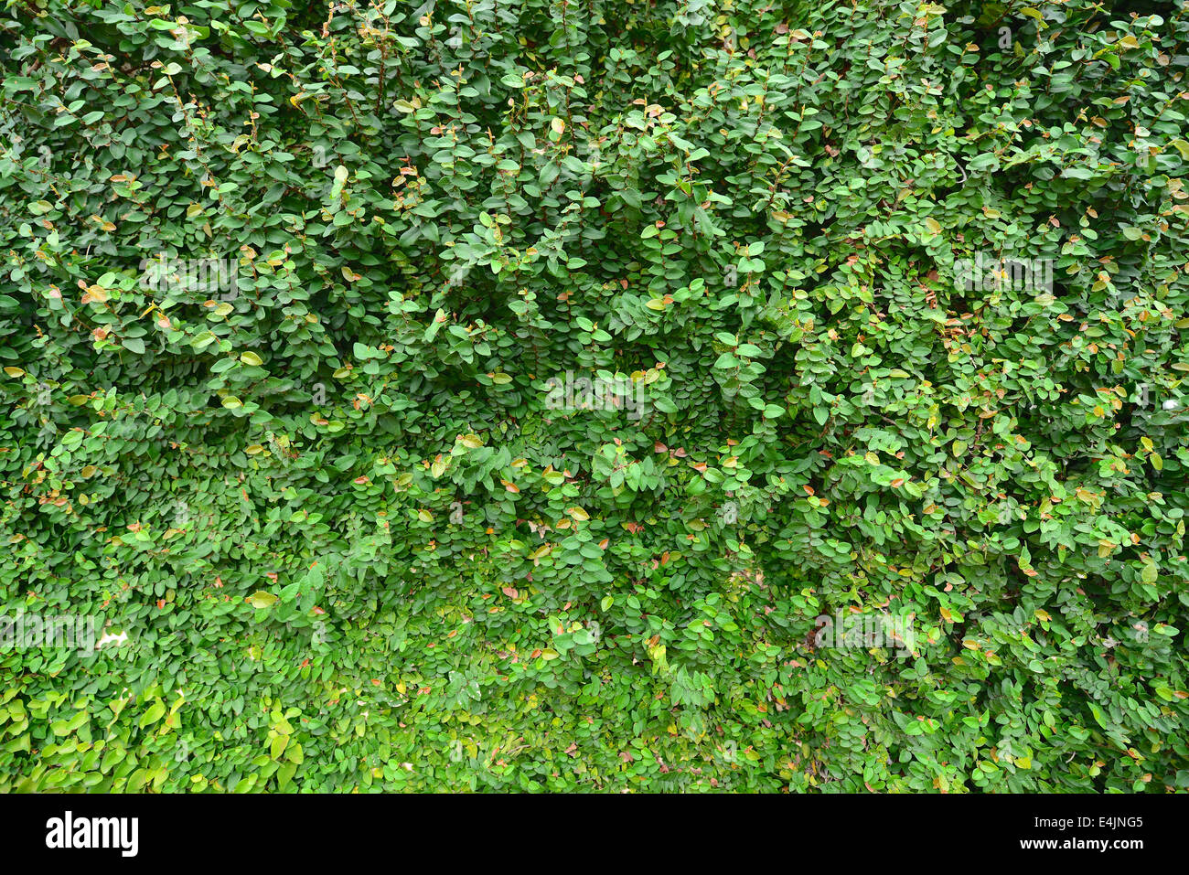 Parete dell'edera Foto Stock