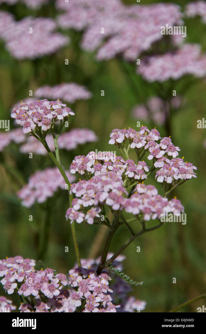 Achillea millefolium o comuni o achillea, rosa varietà fiorito Foto Stock