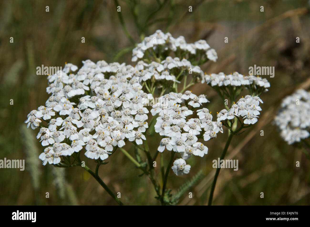 Achillea millefolium o comuni o yarrow - bianco varietà. Foto Stock