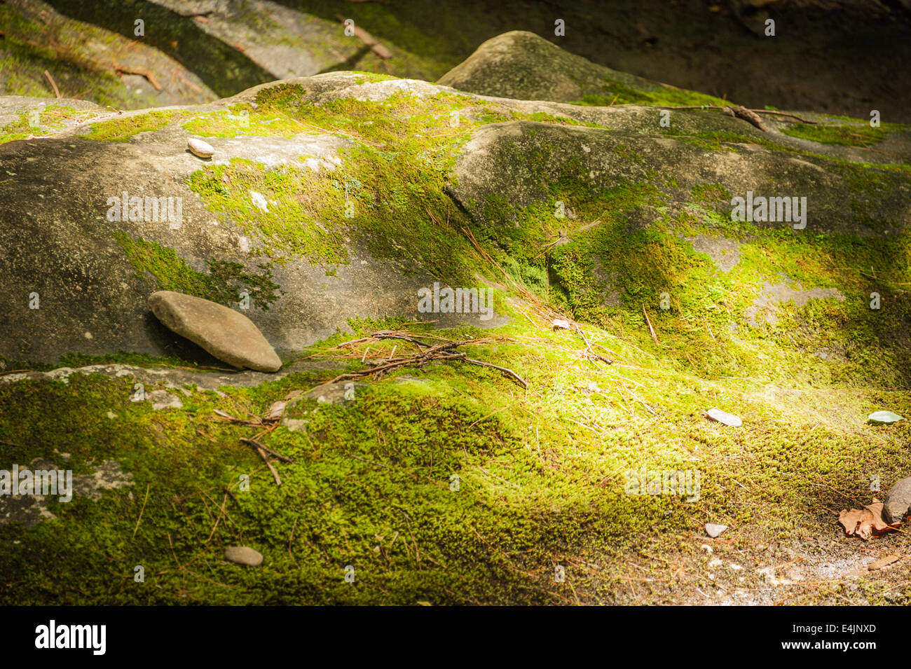 La luce del sole oscesa cade su rocce ricoperte di muschio nella Chattahoochie National Forest delle Blue Ridge Mountains nella Georgia nordorientale. (STATI UNITI) Foto Stock