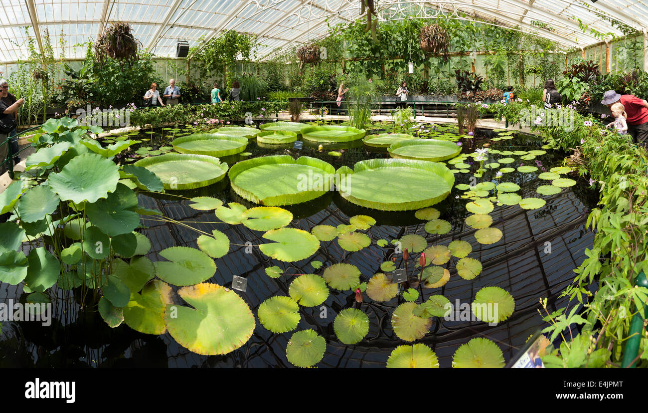 Interno della lilly laghetto / Fiori / fioritura lillies all'interno di acqua giglio / casa Ninfea. Kew Royal Botanical / Botanic Gardens / Garden Regno Unito. Foto Stock