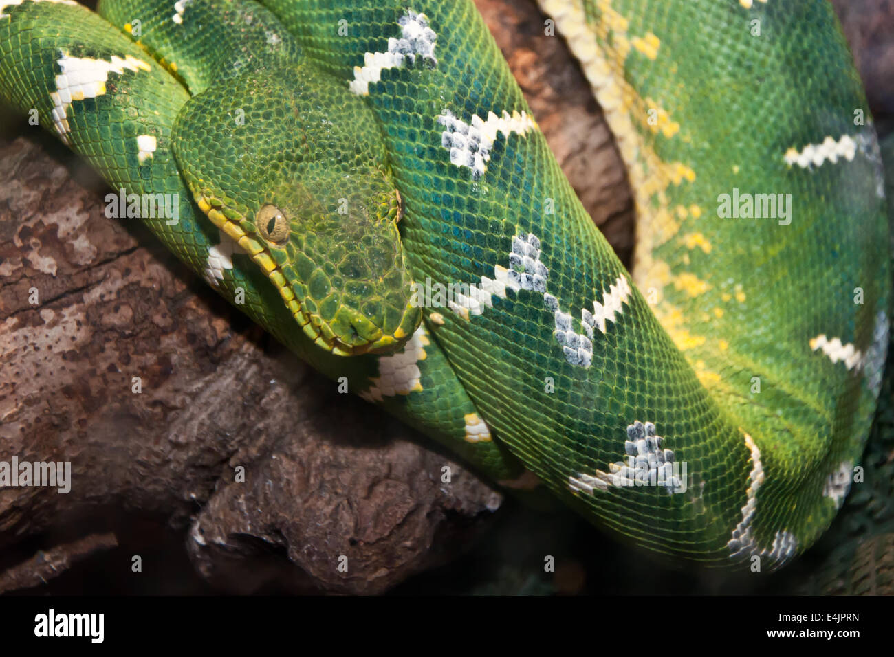 Verde smeraldo Tree Boa Foto Stock
