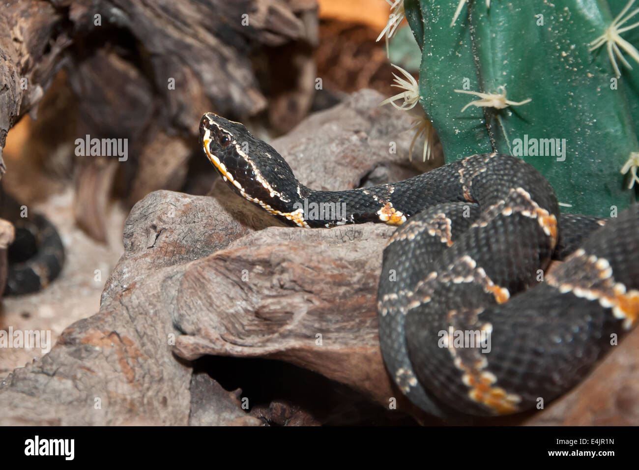 Cantil di Tylor Foto Stock