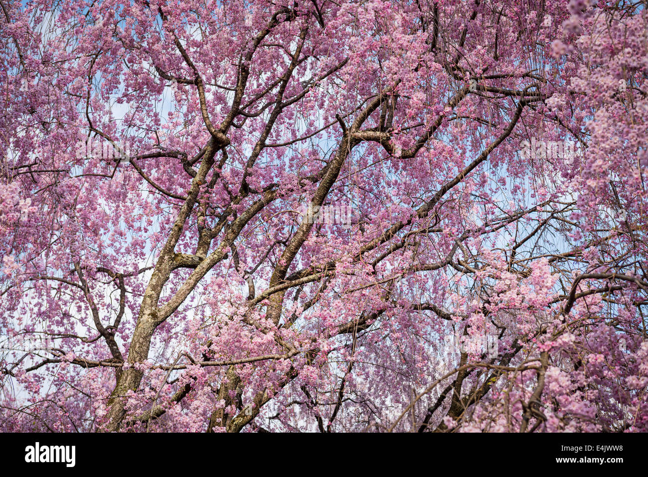 Gli alberi di ciliegio in Kyoto, Giappone. Foto Stock