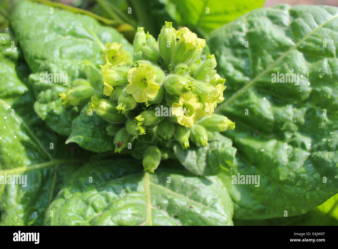 Giallo e bellissimi fiori di tabacco con grosse foglie Foto Stock