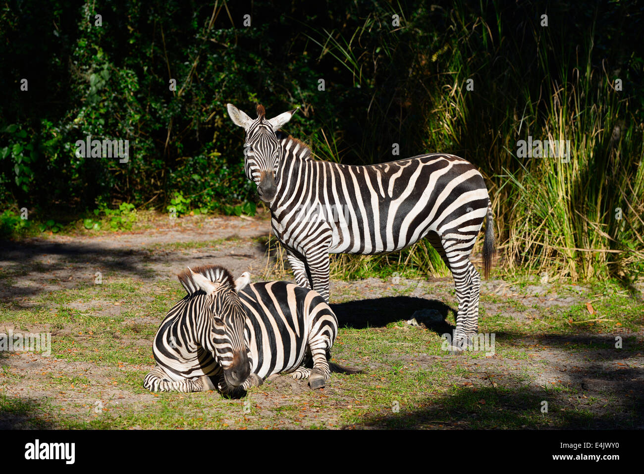 Zebra, zebre, Regno Animale, Disney World, a Orlando in Florida Foto Stock