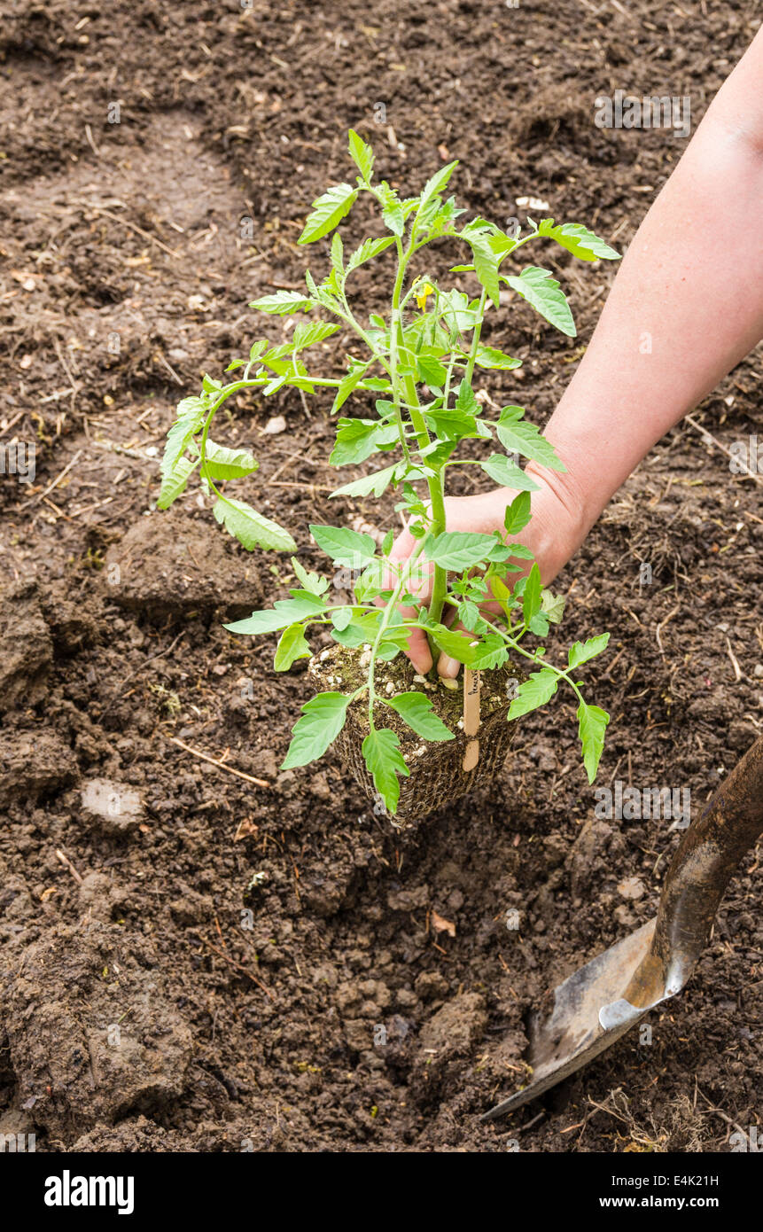 Una casa giardino vegetale essendo preparato per piantare i pomodori Foto Stock