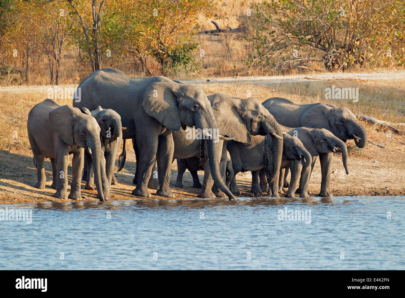Un branco di elefanti africani (Loxodonta africana) acqua potabile, Sud Africa Foto Stock