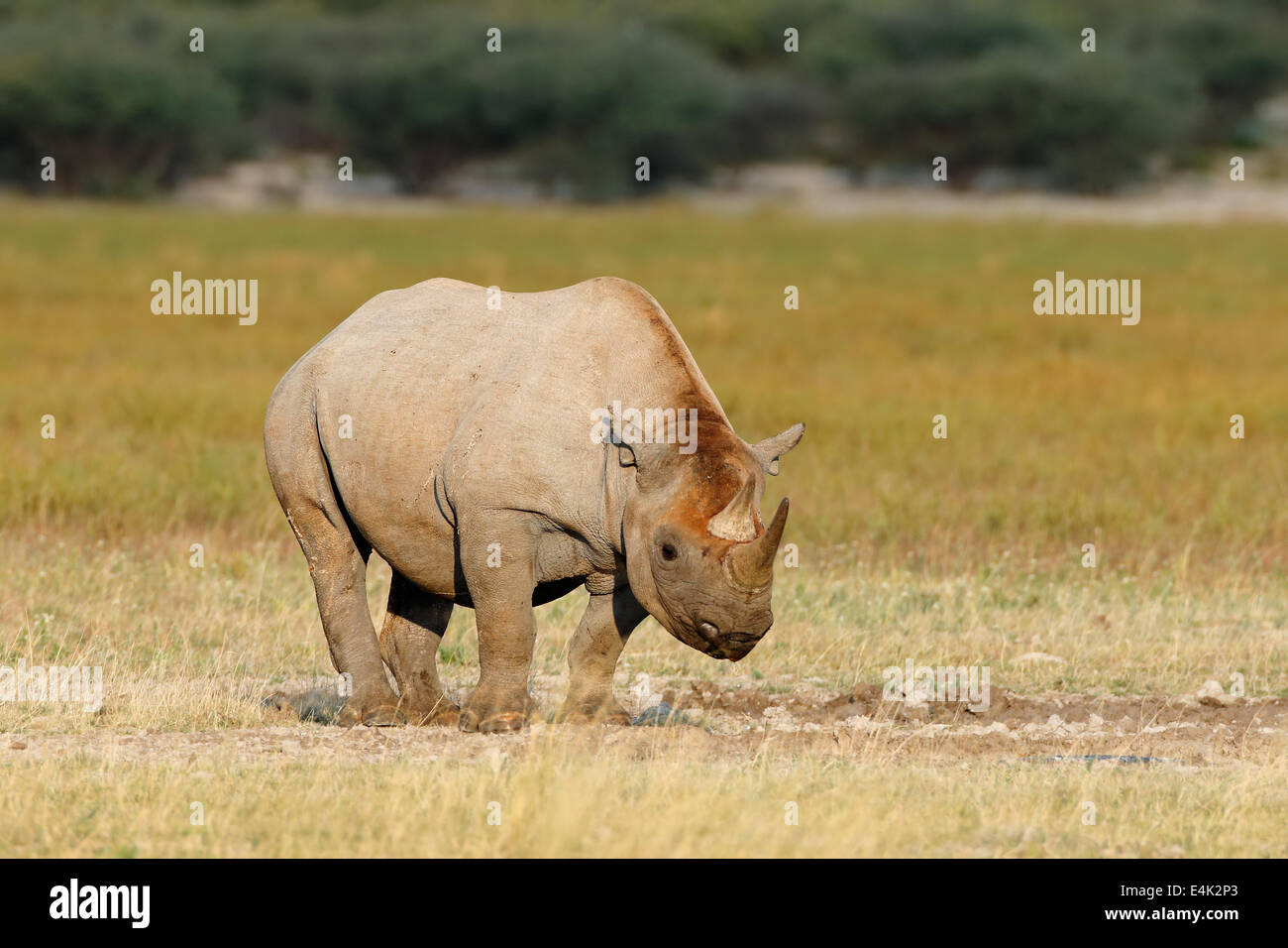 Un nero (agganciati a labbro) rinoceronte (Diceros simum), Sud Africa Foto Stock Un nero (agganciati a labbro) rinoceronte (Diceros simum), Sud Africa Foto Stock