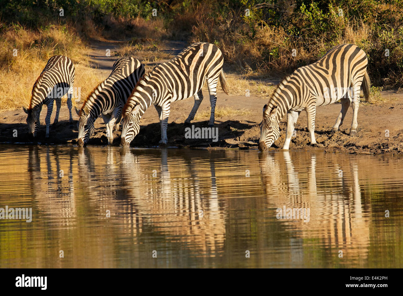 Le pianure zebre (Equus burchelli) acqua potabile, Sabie-Sand riserva naturale, Sud Africa Foto Stock