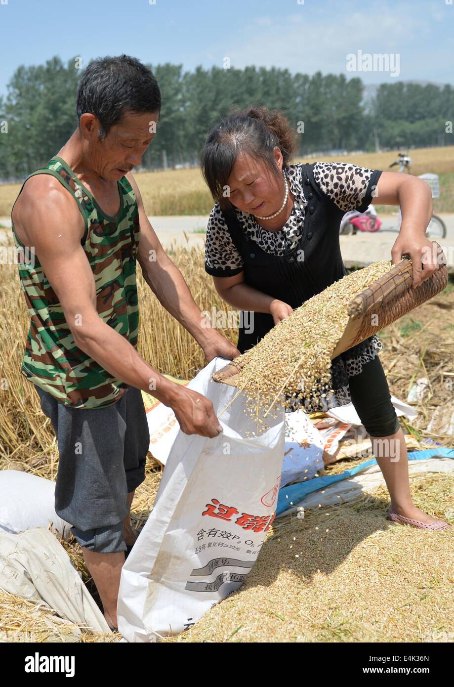 (140714) -- SHIJIAZHUANG, luglio 14, 2014 (Xinhua) -- Gli agricoltori raccolgono il grano nel campo Shulyu villaggio di Tangxian County, a nord della Cina di nella provincia di Hebei, Giugno 8, 2014. Della Cina di estate di uscita della granella ha colpito un record di 136.60 milioni di tonnellate nel 2014, +3,6% rispetto all anno precedente, ha detto che l'Ufficio Nazionale di Statistica (NBS) lunedì. (Xinhua/Zhu Xudong) (lfj) Foto Stock