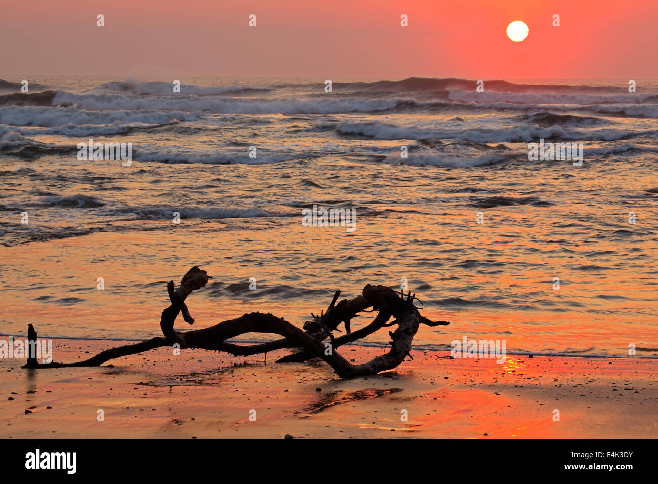 Seascape all alba con driftwood e colori caldi dalla mattina presto sun Foto Stock
