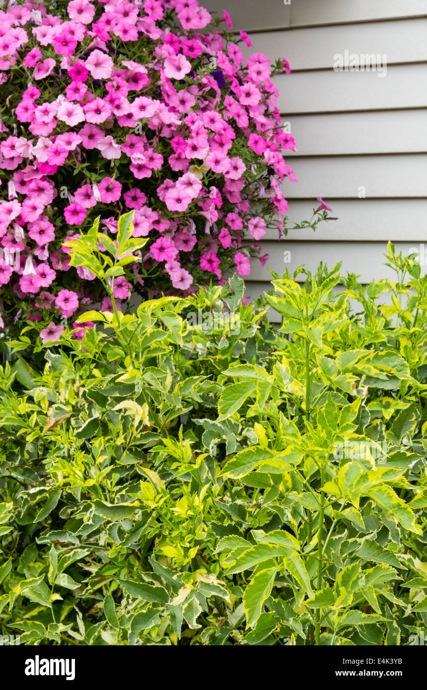 Una rosa appeso paniere di fiori di petunia su una parete di un edificio Foto Stock