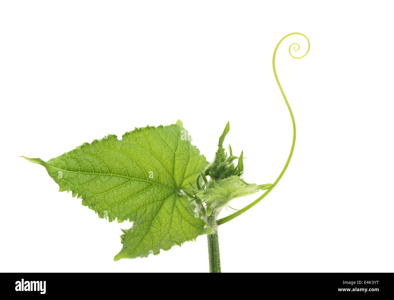 Vitigno di cetriolo isolato su bianco Foto Stock