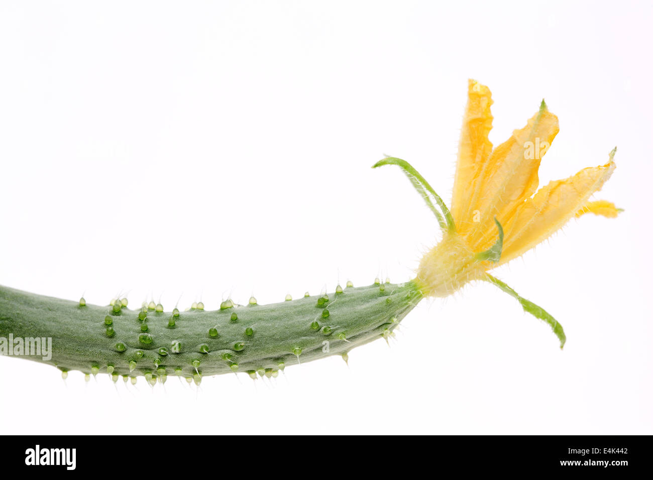 Cetriolo piccolo con fiore su sfondo bianco Foto Stock