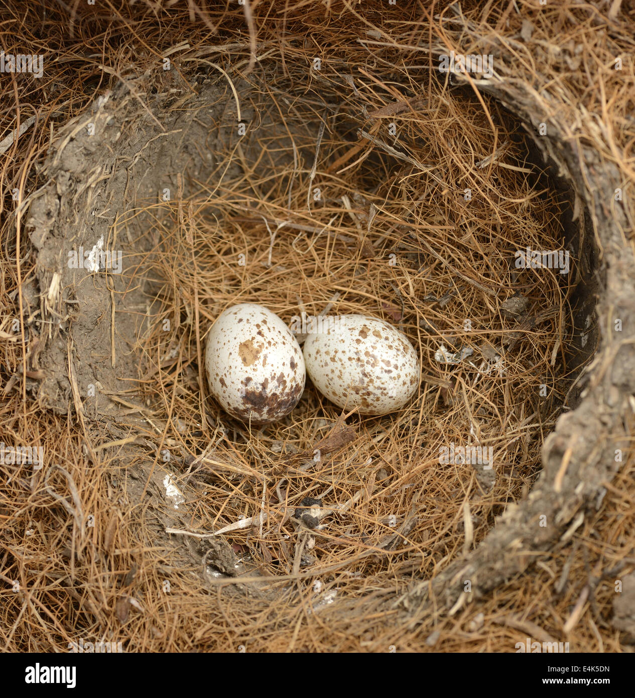 Uova di uccello Foto Stock