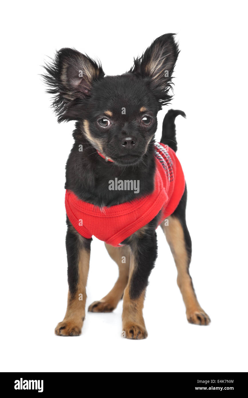 Chihuahua con maglietta rossa Foto Stock