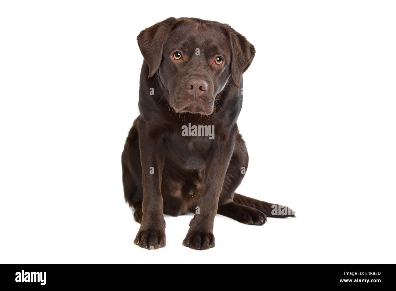 Il Labrador cioccolato Foto Stock