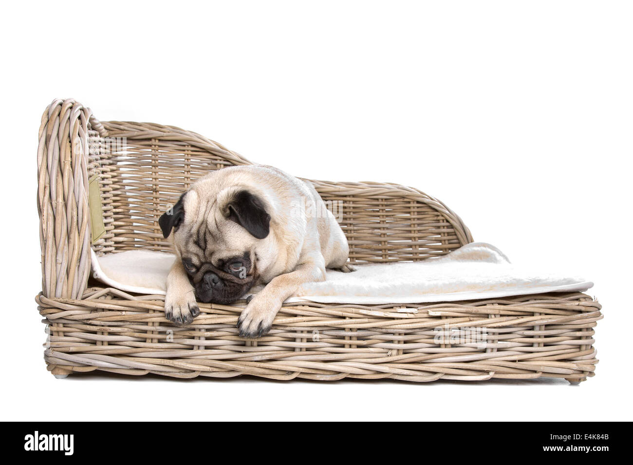 Pug su un letto di lusso Foto Stock