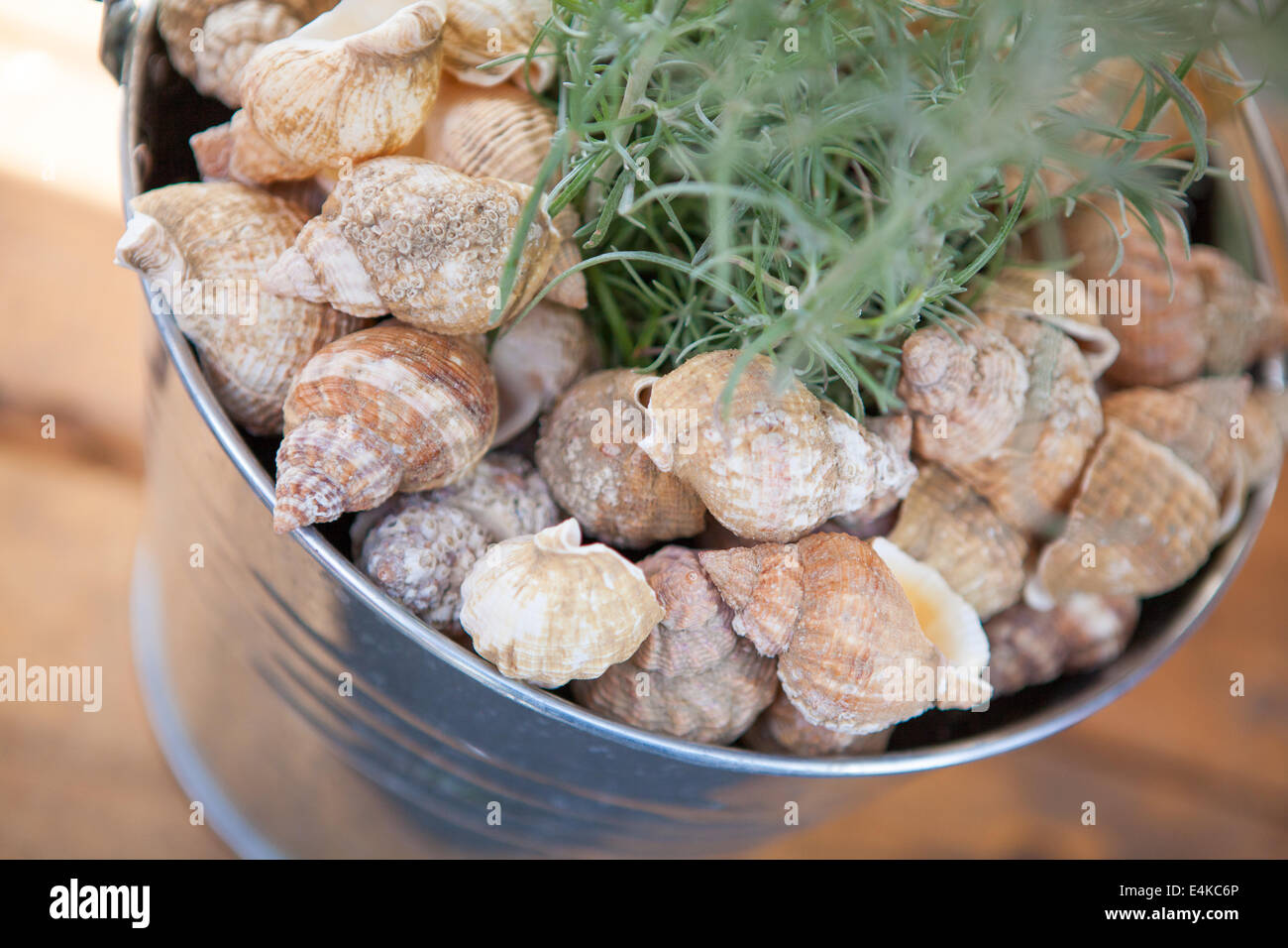 Conchiglia in Dorset festival di frutti di mare. Weymouth, Dorset Regno Unito Foto Stock