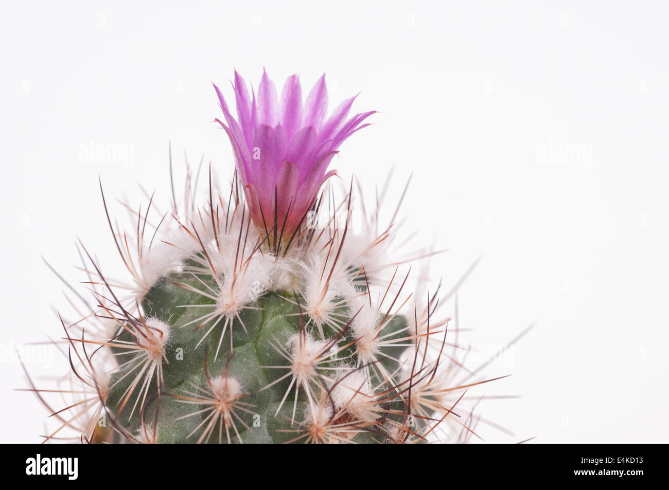 Verde cactus di lana con fiore violaceo Foto Stock